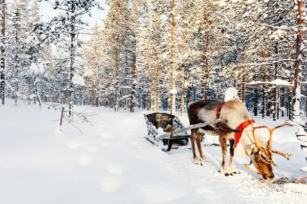Renos Bosque Invernal Laponia Finlandesa —  Fotos de Stock