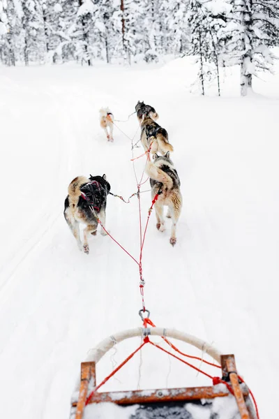 Sleeën Met Husky Honden Lapland Finland — Stockfoto