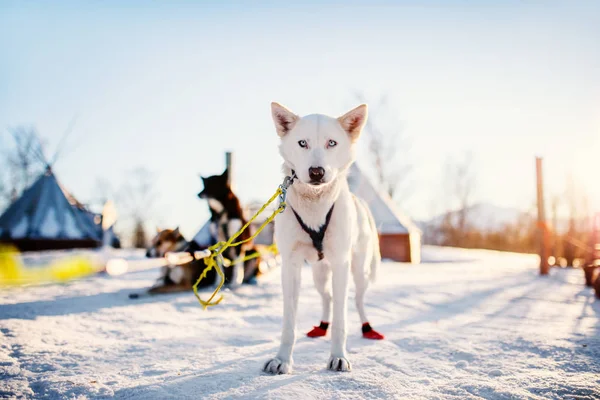 Husky Kennel Visit Northern Norway — Stock Photo, Image