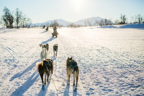 Schlittenfahren Mit Husky Hunden Nordnorwegen — Stockfoto