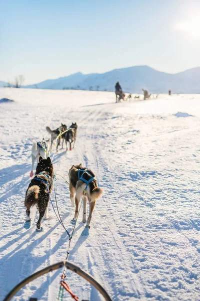 Катание Санках Собаками Северной Норвегии — стоковое фото