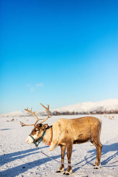 Renas Norte Noruega Dia Ensolarado Inverno — Fotografia de Stock