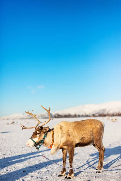 Reindeer Northern Norway Sunny Winter Day — Stock Photo, Image