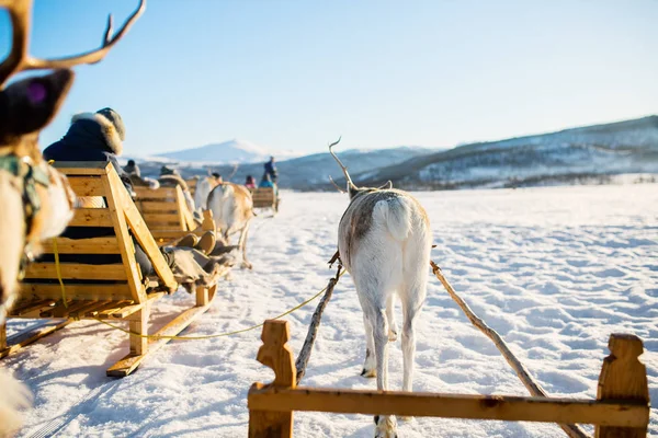 Σαφάρι Ταράνδων Στο Έλκηθρο Ηλιόλουστη Χειμερινή Ημέρα Στη Βόρεια Νορβηγία — Φωτογραφία Αρχείου