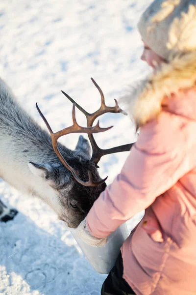 Close Little Girl Feeding Reindeer Sunny Winter Day Northern Norway — 스톡 사진