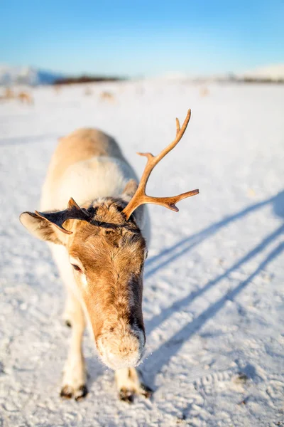 Rentiere Nordnorwegen Sonnigen Wintertagen — Stockfoto