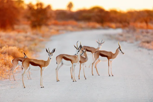 Stado Springbok Przekraczające Drogę Parku Narodowym Etosha Namibii — Zdjęcie stockowe