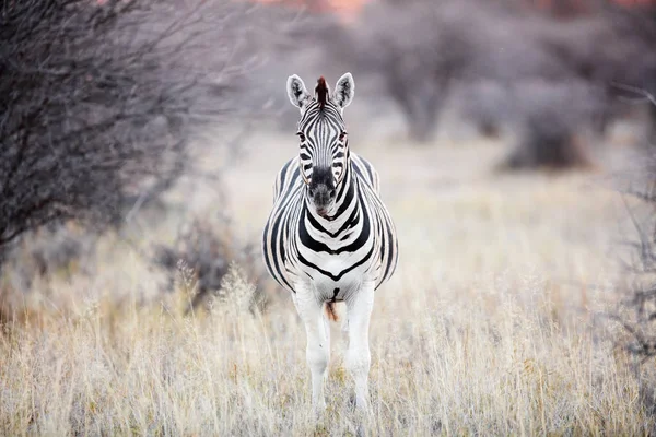 Zebra Στο Πάρκο Σαφάρι Στη Ναμίμπια — Φωτογραφία Αρχείου