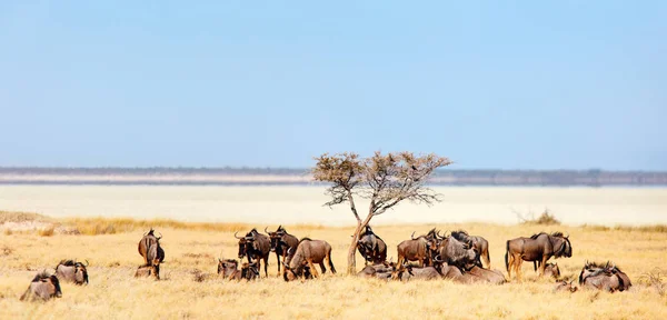 Panorama Wildebeests Etosha Namibia — Stock Photo, Image