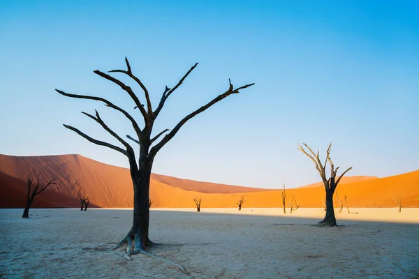 Uitgedroogd Kameeldoornbomen Tegen Rode Duinen Blauwe Lucht Vroeg Ochtend Deadvlei — Stockfoto