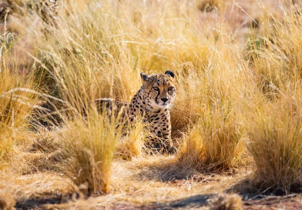 在自然环境中与美丽的猎豹亲密接触 — 图库照片