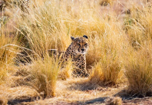 Primo Piano Bellissimo Ghepardo All Aperto Ambiente Naturale — Foto Stock