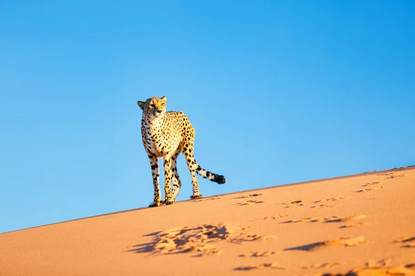 在纳米布沙漠 美丽的猎豹在红色沙丘上露宿 — 图库照片