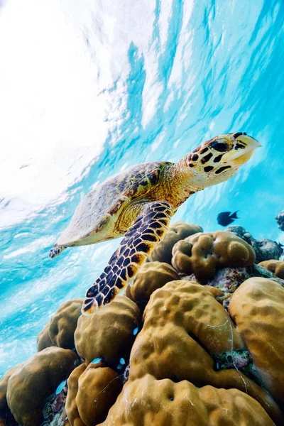 马尔代夫热带海洋中的霍克斯比尔海龟在珊瑚礁游泳 — 图库照片