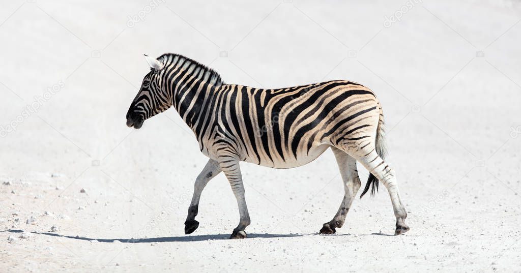 Zebra crossing road in safari park in Namibia