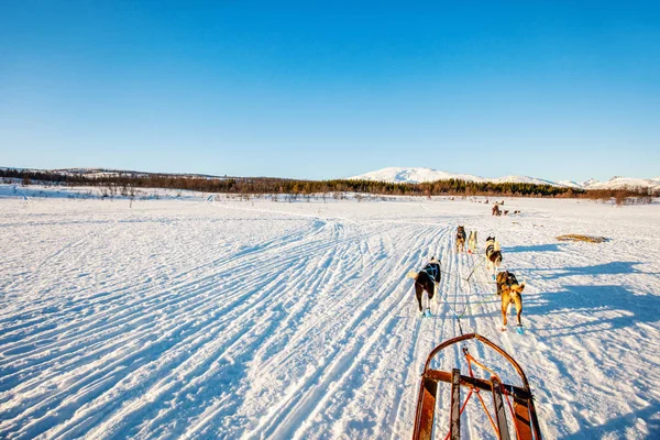 Luge Avec Chiens Husky Dans Nord Norvège — Photo