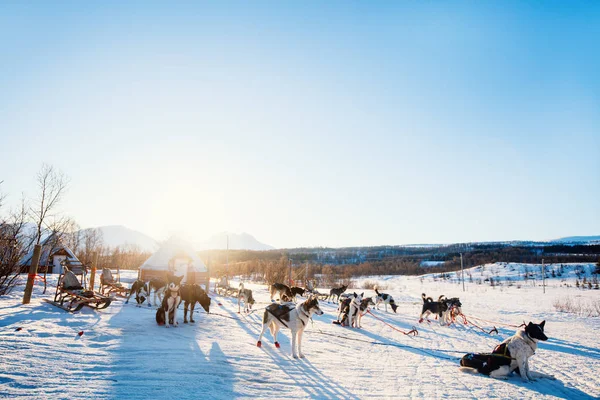 Visita Canil Husky Norte Noruega — Fotografia de Stock