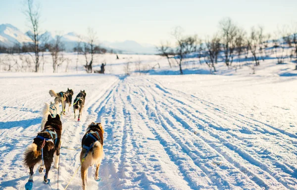 Sledding Com Cães Husky Norte Noruega — Fotografia de Stock