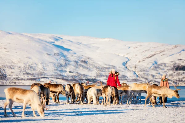 Family Mother Her Daughter Surrounded Many Reindeer Sunny Winter Day — Stock Photo, Image