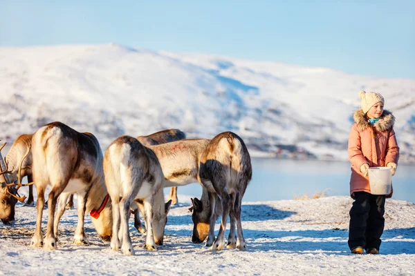 Little Girl Feeding Reindeer Sunny Winter Day Northern Norway — Stock Photo, Image