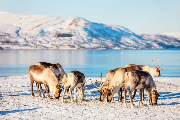 Олени Северной Норвегии Открытом Воздухе Солнечный Зимний День Захватывающим Пейзажем — стоковое фото