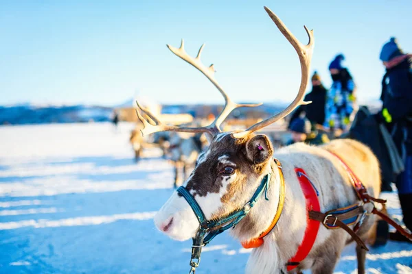 Renos Norte Noruega Soleado Día Invierno —  Fotos de Stock