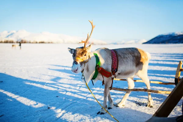 Renos Norte Noruega Soleado Día Invierno —  Fotos de Stock