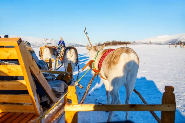 Олені Сафарі Санях Сонячний Зимовий День Північній Норвегії — стокове фото