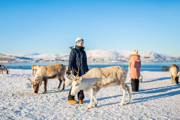 在挪威北部阳光明媚的冬日 小女孩和少年正在喂驯鹿 — 图库照片