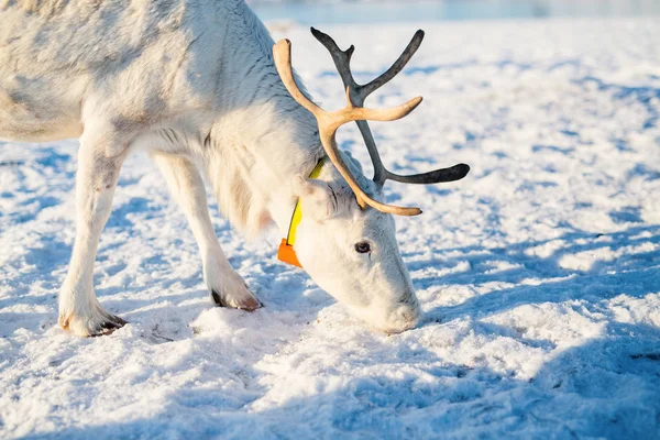 晴れた冬の日にノルウェー北部でトナカイのクローズ アップ — ストック写真