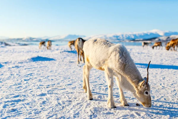 Primer Plano Renos Norte Noruega Soleado Día Invierno —  Fotos de Stock