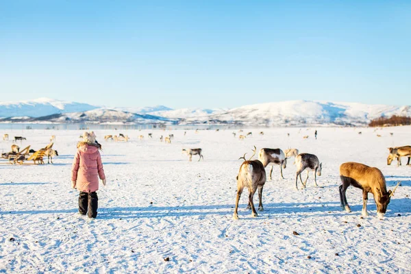 Menina Alimentando Renas Dia Ensolarado Inverno Norte Noruega — Fotografia de Stock