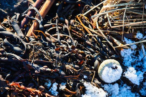在被雪覆盖的地面上关上一个冰冻的海贝壳 — 图库照片