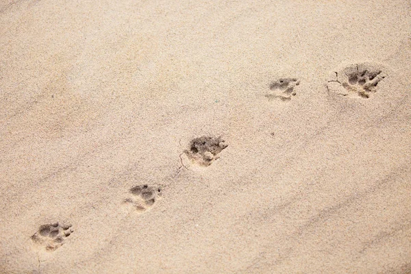 Empreintes Pas Des Chacals Sur Sable Walvis Bay Namibie — Photo