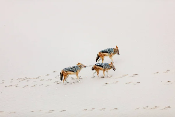 Chacales Corriendo Sobre Arena Bahía Walvis Namibia — Foto de Stock