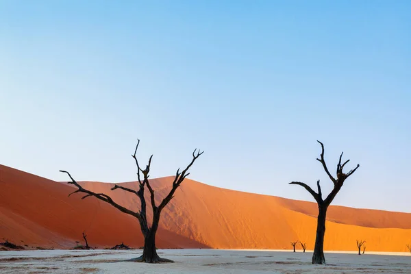 Dode Camelthorn Bomen Tegen Rode Duinen Deadvlei Namibië — Stockfoto