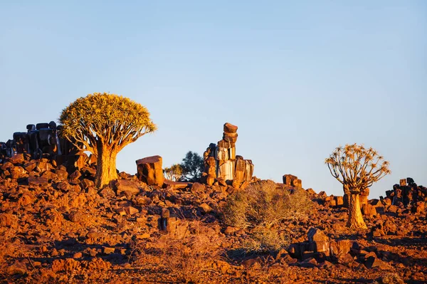 Krajobraz Drżącego Lasu Pobliżu Keetmanshoop Namibii Zachodzie Słońca — Zdjęcie stockowe