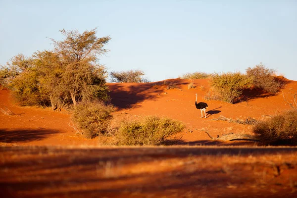 Beautiful Landscape Kalahari Desert Namibia Orange Sand Dunes — Stock Photo, Image