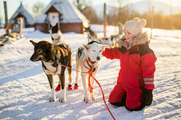 ノルウェー北部の農場 ハスキーそり犬と寄り添う愛らしい少女 — ストック写真