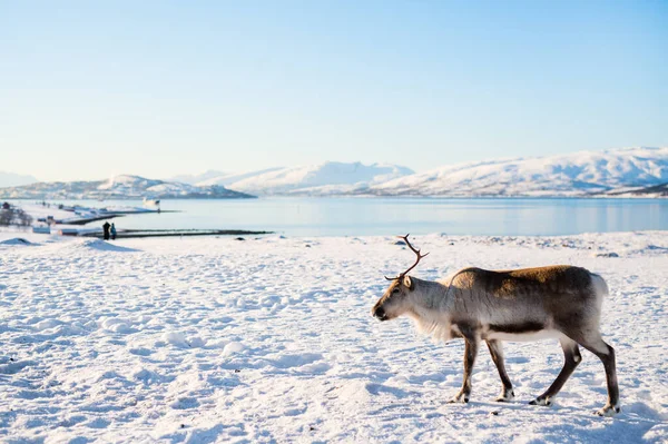 Олени Северной Норвегии Солнечный Зимний День — стоковое фото