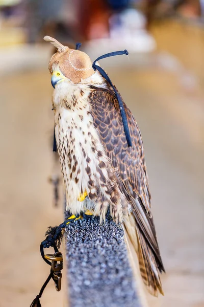 Peregrine Γεράκι Προς Πώληση Στην Αγορά Falcon Souq Στη Ντόχα — Φωτογραφία Αρχείου