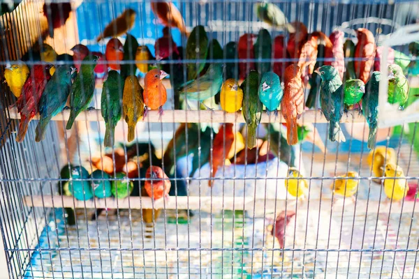 Птахи Клітках Продажу Базарі Місті Сук Вакіф Доха Популярне Місце — стокове фото