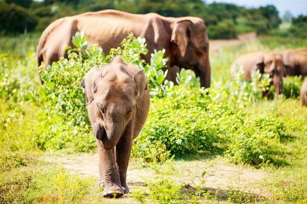 Σρι Λάνκα Άγρια Ελέφαντες Σαφάρι Εθνικό Πάρκο — Φωτογραφία Αρχείου