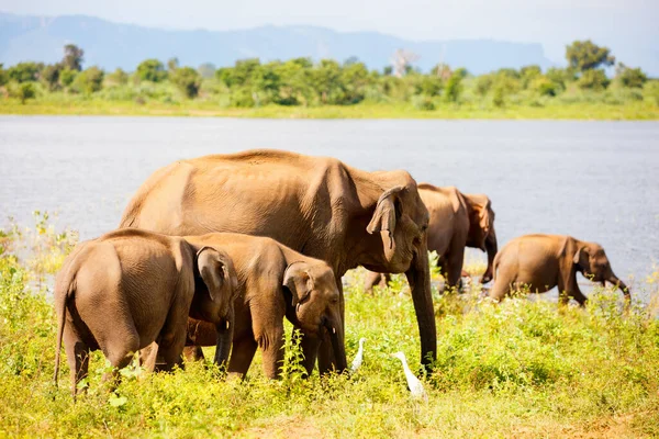 Elefanti Selvatici Dello Sri Lanka Nel Parco Nazionale Safari — Foto Stock