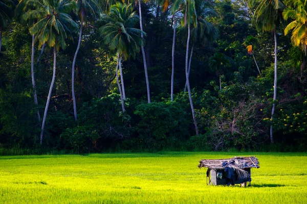 Bonita Paisagem Campo Arroz Sri Lanka — Fotografia de Stock
