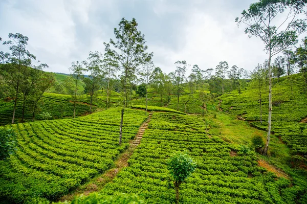 Ella Sri Lanka Little Adams Tan Dağların Çay Çiftliklerinin Nefes — Stok fotoğraf