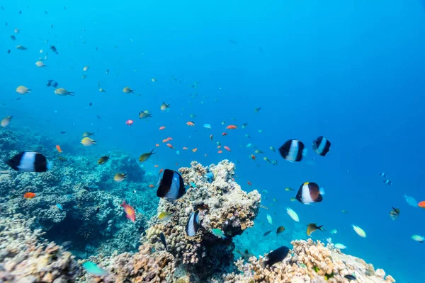 Hermoso Colorido Arrecife Coral Peces Tropicales Bajo Agua Maldivas — Foto de Stock