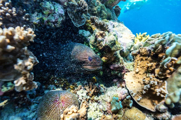 Όμορφη Πολύχρωμο Κοραλλιογενή Ύφαλο Χέλι Moray Και Τροπικά Ψάρια Υποβρύχια — Φωτογραφία Αρχείου