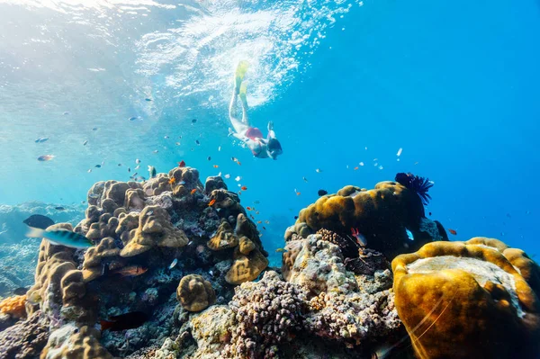 Foto Submarina Una Mujer Haciendo Snorkel Buceando Gratis Agua Tropical — Foto de Stock