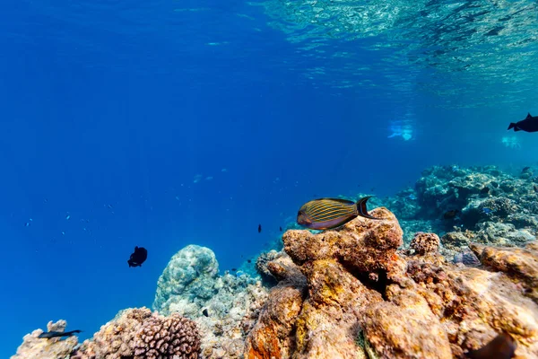 モルディブの美しいカラフルなサンゴ礁と熱帯魚 — ストック写真